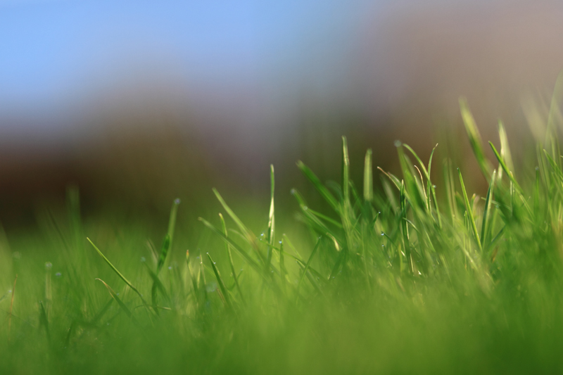 Grass in the Morning